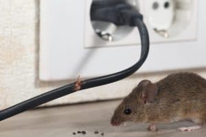 mus gnager på ledninger